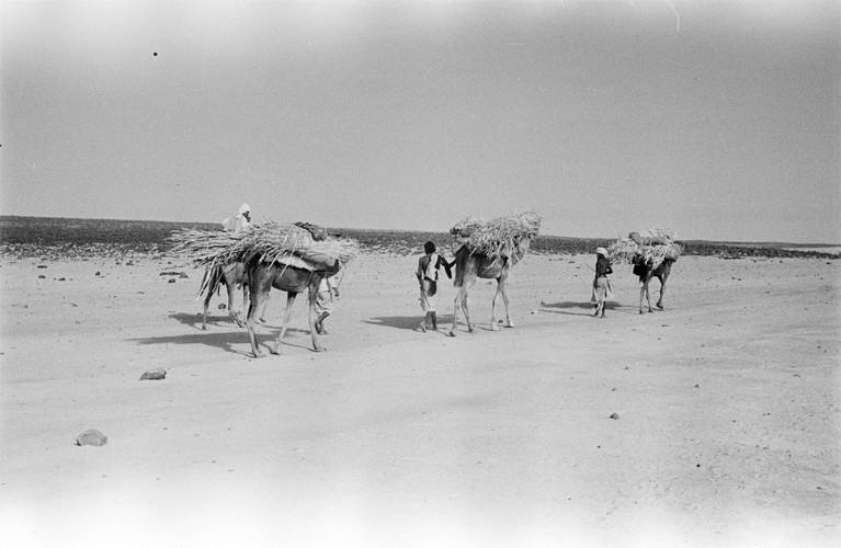 البرك قديمًا